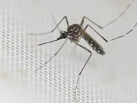 An Aedes aegypti mosquito is pictured at a laboratory of the Center for Parasitological and Vector Studies (CEPAVE) of the national scientific research institute CONICET, in La Plata, Buenos Aires Province, Argentina, on March 26, 2024. Researchers at CONICET are studying the biology, genetic characteristics and behaviour of the Aedes aegypti mosquitoes, transmitter of dengue, zika and chikungunya, and creating biological control strategies as Argentina is facing a significant growing number of dengue cases. (Photo by Luis ROBAYO / AFP) (Photo by LUIS ROBAYO/AFP via Getty Images)