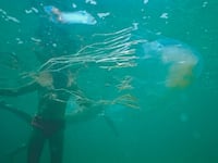 Box jellyfish (Chironex fleckeri), and unsuspecting swimmer. North Queensland, Australia.