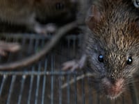 Rats are trapped in a cage.