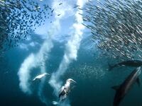 galleries/2016/12/13/national-geographic-nature-photographer-of-the-year-winners/161212-NGNP-01-greg-tease_ak5v5r