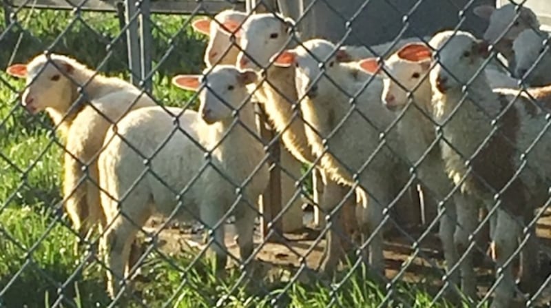 YS_Lambs_2019.jpeg_wowig8