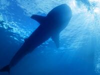 A Whale Shark in the Philippines.