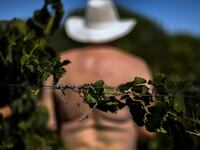 A photo of a nudist’s back seen through thick vegetation.