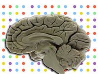 articles/2013/06/20/sorry-folks-playing-dots-won-t-make-you-smarter/130619-sepkowitz-dots-tease_onzevi