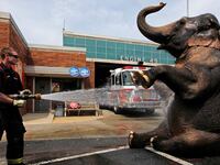 articles/2012/10/18/usda-complaint-is-peta-s-latest-salvo-in-war-against-ringling-bros/peta-vs-circus-grove-tease_efiaiw