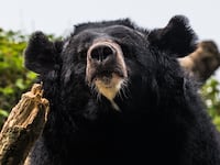 The Asian black bear (Ursus thibetanus), also known as the Asiatic black bear, moon bear and white-chested bear, is a medium-sized bear species native to Asia, lives in the Himalayas, southeastern Iran, the northern parts of the Indian subcontinent, the Korean Peninsula, China, the Russian Far East, the islands of Honshu and Shikoku in Japan, and Taiwan. It is listed as vulnerable on the IUCN Red List and is threatened by deforestation and poaching for its body parts, which are used in traditional medicine. This photo was taken at the conservation and breeding centre Padmaja Naidu Himalayan Zoological Park (PNHZP) in Darjeeling, West Bengal, India on June11, 2022. (Photo by Soumyabrata Roy/NurPhoto