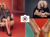 Photographer William Wegman’s Old Dogs Learn New Tricks