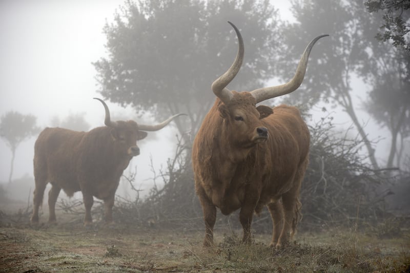 220707-el-capricho-embed3-Barrosa_qagv0r