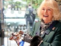 Queen Camilla holds her jack-russell terrier unveiling a plaque as they visit the Battersea Dogs and Cats Home
