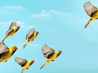 230131-Bender-Bird-Flow-tease_jrmmfb