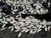 A cluster of dead fish washed up on a shore