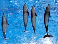 2017-05-11T000000Z_1481890126_RC1EEC311B00_RTRMADP_3_FRANCE-DOLPHINS-BAN_pkb7ar
