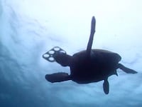 videos/2016/05/19/edible-6-pack-rings-aim-to-save-seas/160519-joiner-edible-tease_hwt76y
