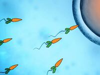 articles/2014/10/23/beer-makes-you-more-virile-but-veggies-don-t-busting-the-biggest-myths-about-sperm-count/141022-lytton-vegetarians-tease_mngoyp