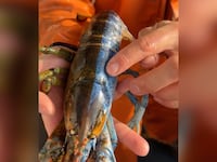 Lobster