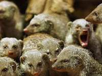 articles/2014/12/29/mongooses-meerkats-and-ants-oh-my-why-some-animals-keep-mating-all-in-the-family/141228-thompson-nature-incest-tease_te6gto
