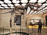 A view of a Nanotyrannus dinosaur skeleton named "Jodi" during a preview of upcoming auctions at Sotheby's in New York City on October 13, 2026. The Nanotyrannus skeleton example is one of only three Nanotyrannus skeletons known to exist. "Jodi" will be offered in a dedicated live auction at Sotheby's New York on October 27. (Photo by TIMOTHY A. CLARY / AFP via Getty Images)