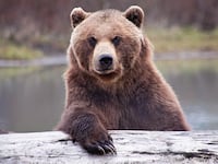 210704-allen-bear-tease_u7bfje