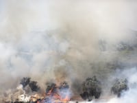 articles/2013/11/01/settler-violence-season/OZ__burning_olive_grove_whhtvj