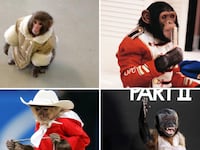 galleries/2012/12/11/best-and-worst-dressed-monkeys-ikea-monkey-bubbles-more-photos/monkey-fashion-tease_u311nt