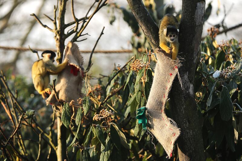 galleries/2012/12/20/santa-s-favorite-critters-animals-enjoy-holiday-gifts-photos/xmas-animals-squirrel-monkey_gqhhg4