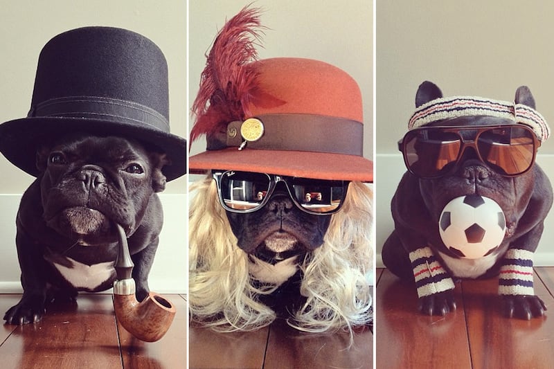 galleries/2013/08/13/the-11-best-dressed-dogs-of-instagram-photos/trotterpup_er4nab