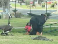 Goose attack