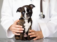 image of dog on table with veterinarian hold it anti vaccine antivax anti vaxxer rabies vet john robb richard ford titer