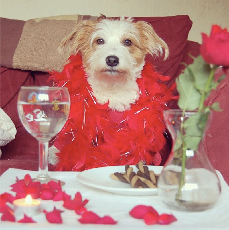 galleries/2013/08/13/the-11-best-dressed-dogs-of-instagram-photos/ginny_jrt_ybhcgd