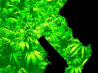 articles/2016/04/27/family-massacre-reveals-ohio-s-massive-illicit-marijuana-business/160426-haglage-pot-murders-tease_dnk4dg