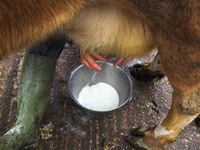articles/2013/05/12/wisconsin-farmer-to-stand-trial-for-selling-raw-milk/130511-begley-raw-milk-tease-embed1_ohttsz