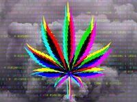 200123-blake-marijuana-data-tease_mccect