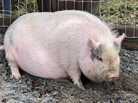Genetically modified pigs kidneys will soon be transplanted into humans.