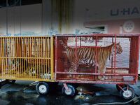articles/2016/09/28/ringling-bros-circus-abuses-tigers/160928-warshaw-ringling-tigers-tease_xo4jcp