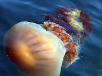 articles/2013/06/20/beware-at-the-beach-the-jellyfish-rule-the-seas-and-it-s-our-fault/130619-jellyfish-jimmy-tease_i5u7po