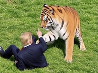 Tiger Truth Social