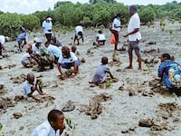 220210-silale-mangroves-hero_ahvcjj