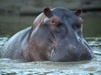 articles/2015/08/08/a-deadly-hungry-hippo-in-boko-haram-country/150808-obaji-hippo-hunt-tease_olz5e1
