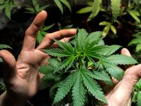 articles/2013/05/04/from-the-choom-gang-to-drug-warrior-barack-obama-keeps-bogarting-joints/130504-gillespie-obama-buzzkill-tease-embed_zuys13