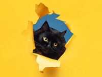 191223-conversation-pets-tease_jqovt0