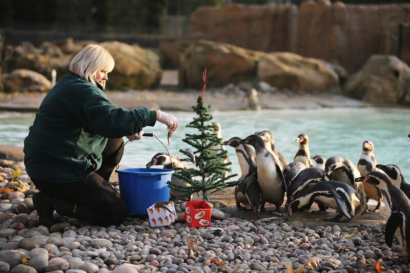 galleries/2012/12/20/santa-s-favorite-critters-animals-enjoy-holiday-gifts-photos/xmas-animals-penguins_rsserw