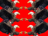 A photo illustration of bald eagles attacking each other.