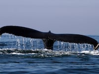 2012-01-18T000000Z_1144769305_GM1E81I0YUY01_RTRMADP_3_MEXICO_rxiciz