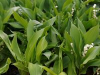 Sprigs of Lily of the Valley.