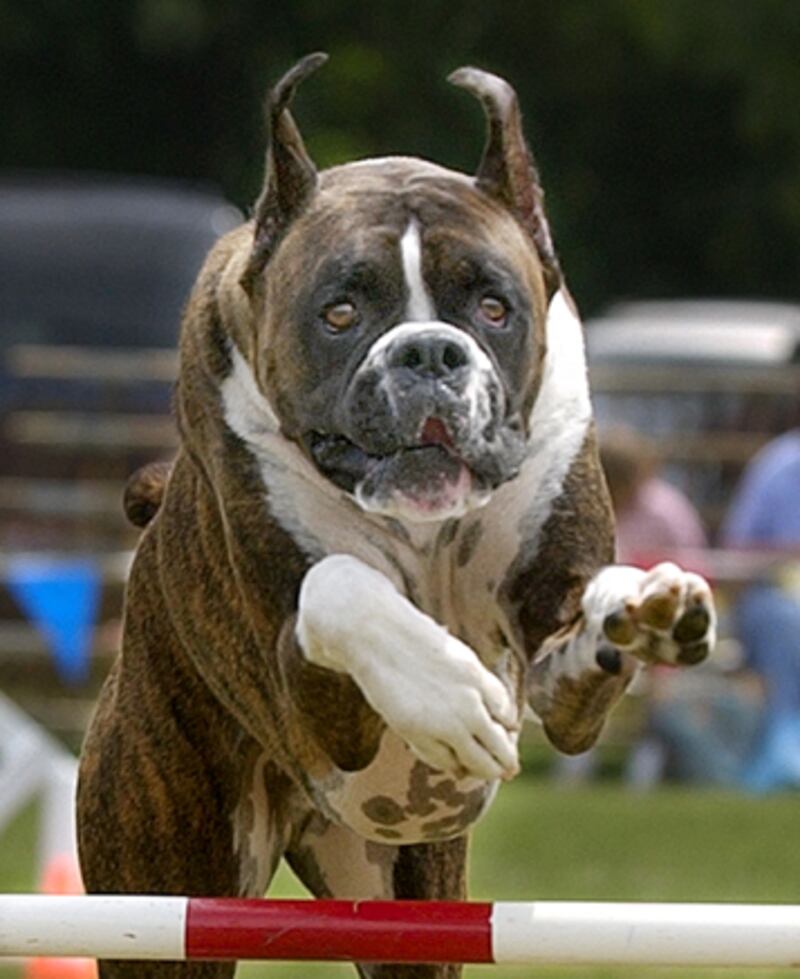 galleries/2010/10/29/dangerous-dogs/dangerous-dogs---boxer_u1qmlg