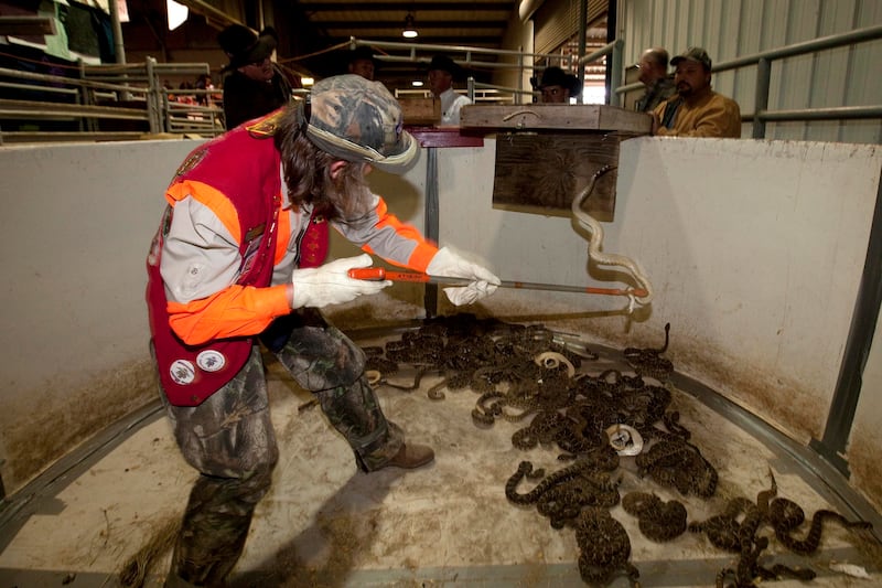 articles/2016/03/11/texas-rattlesnake-fest-may-bite-the-dust/160311-joiner-rattlesnake-roundup-tease_cwni65