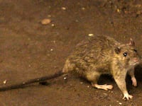 articles/2014/06/24/crowdsourcing-nyc-s-war-on-rats/140624-zawicki-rats-tease_eaxtjr