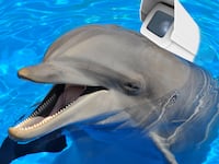 articles/2015/08/20/hamas-arrests-israeli-spy-dolphin/150819-strochlic-spy-dolphin-tease_xqs3vv