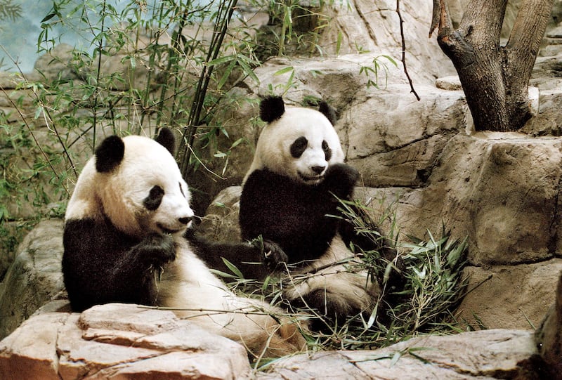 Two pandas in a zoo