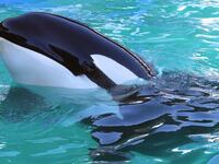 2015-01-25T120000Z_580481636_TM3EB1L17Q001_RTRMADP_3_USA-WHALE-LOLITA_kz5kl4